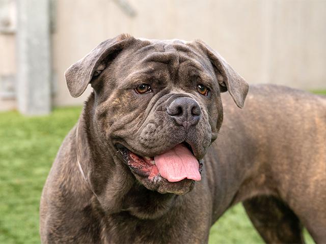 WINONA, Adoptable, Young Female Mastiff & Mixed Breed.