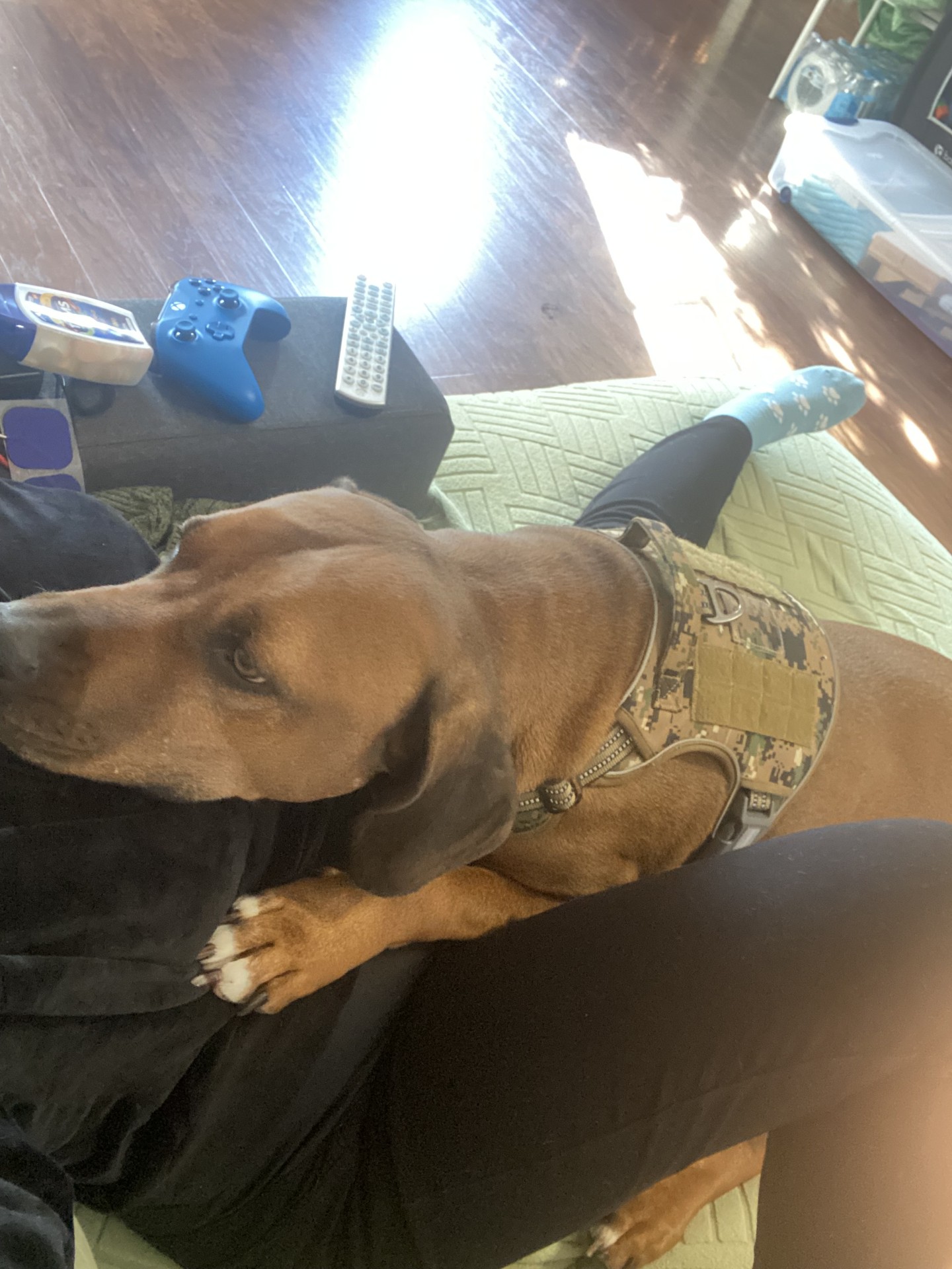 Enlarge Roscoe Red, a Adopted Labrador Retriever in South Pittsburg, TN image 3/3