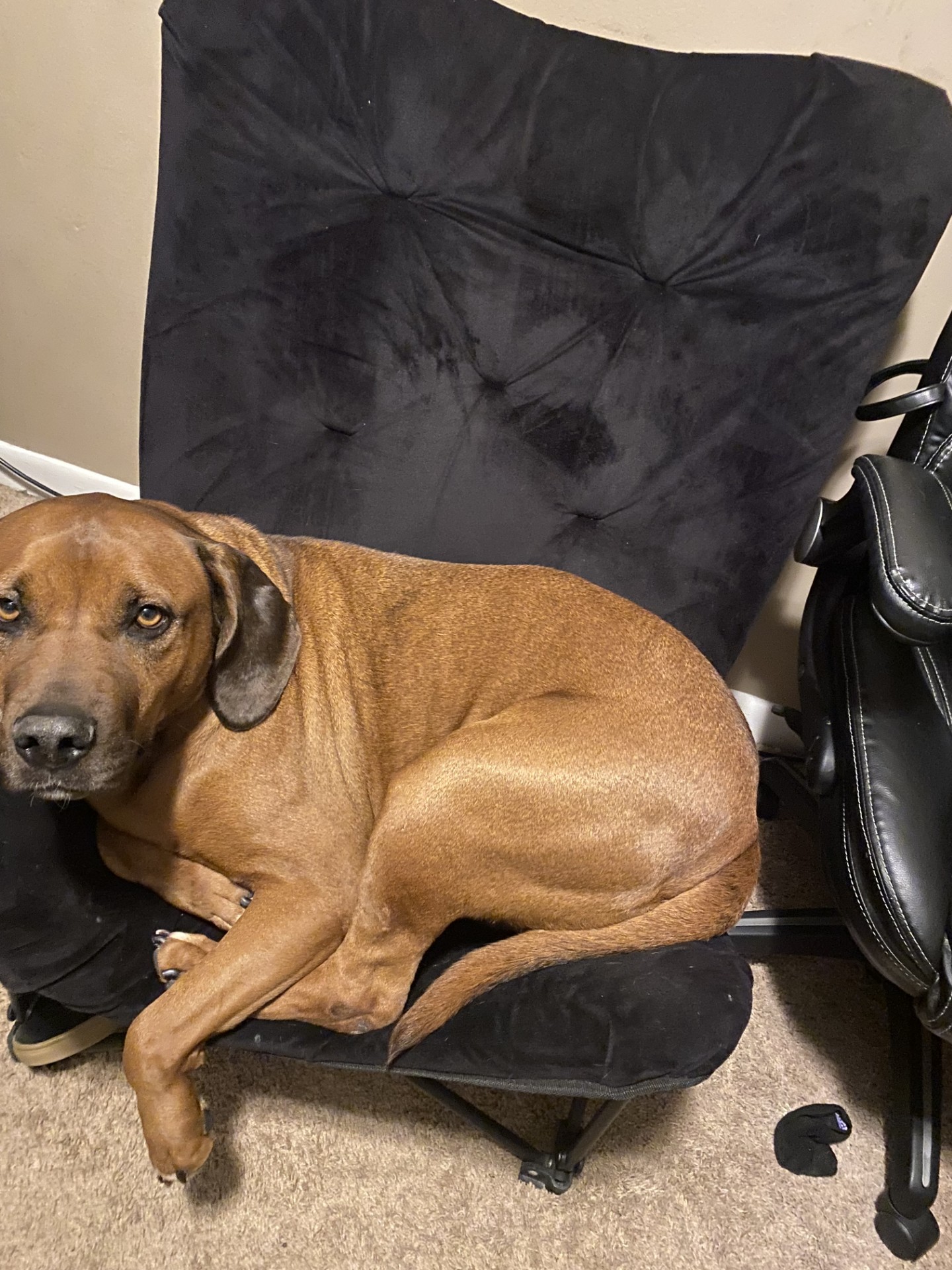 Roscoe Red, Adopted, Adult Male Labrador Retriever.