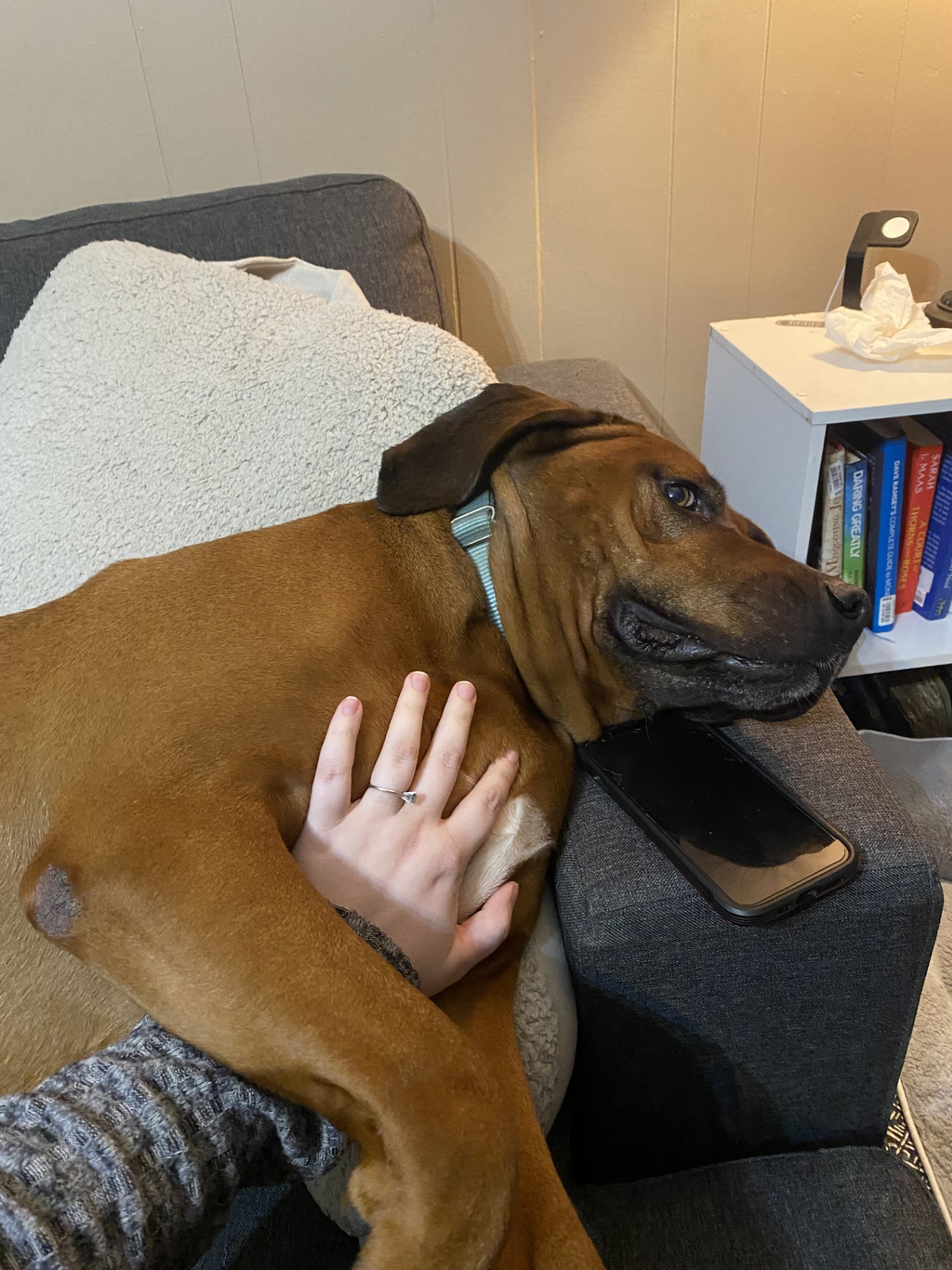 Enlarge Roscoe Red, a Adopted Labrador Retriever in South Pittsburg, TN image 2/3