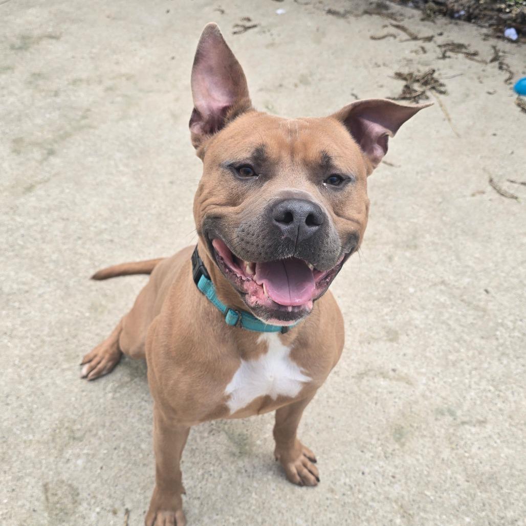 Cassian, Adoptable, Adult Male American Staffordshire Terrier.