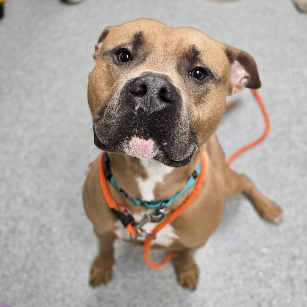 Enlarge Cassian, a Adoptable American Staffordshire Terrier in Grand Rapids, MI image 2/6