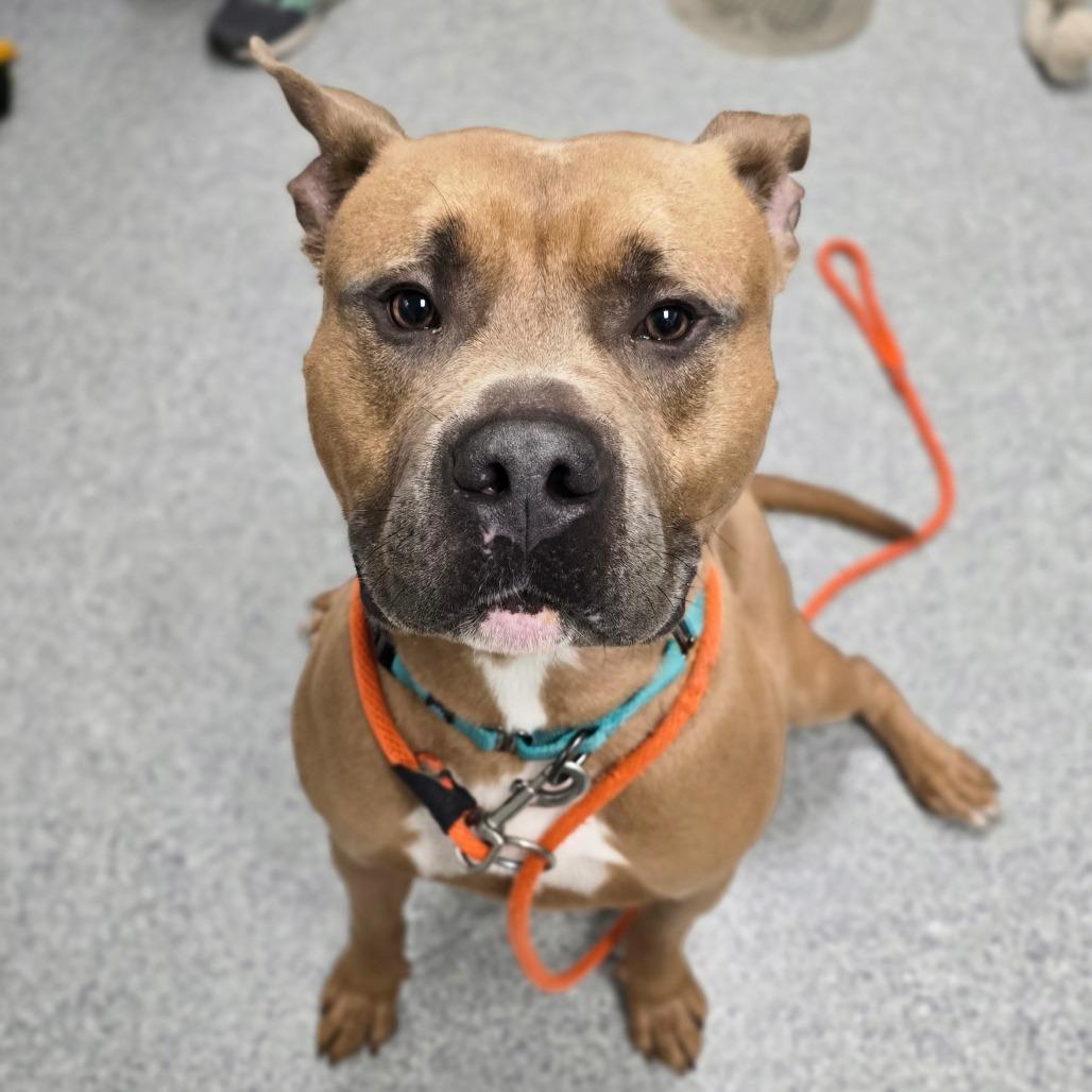 Enlarge Cassian, a Adoptable American Staffordshire Terrier in Grand Rapids, MI image 3/6