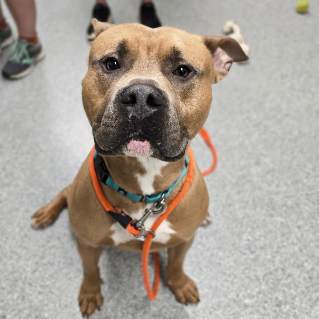 Enlarge Cassian, a Adoptable American Staffordshire Terrier in Grand Rapids, MI image 4/6