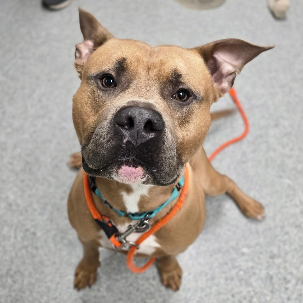 Enlarge Cassian, a Adoptable American Staffordshire Terrier in Grand Rapids, MI image 5/6