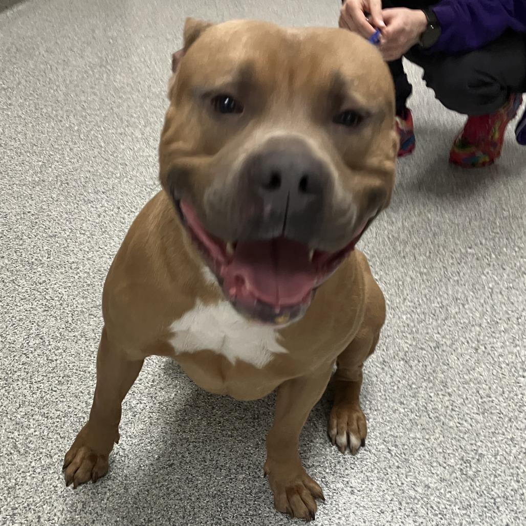 Enlarge Cassian, a Adoptable American Staffordshire Terrier in Grand Rapids, MI image 6/6