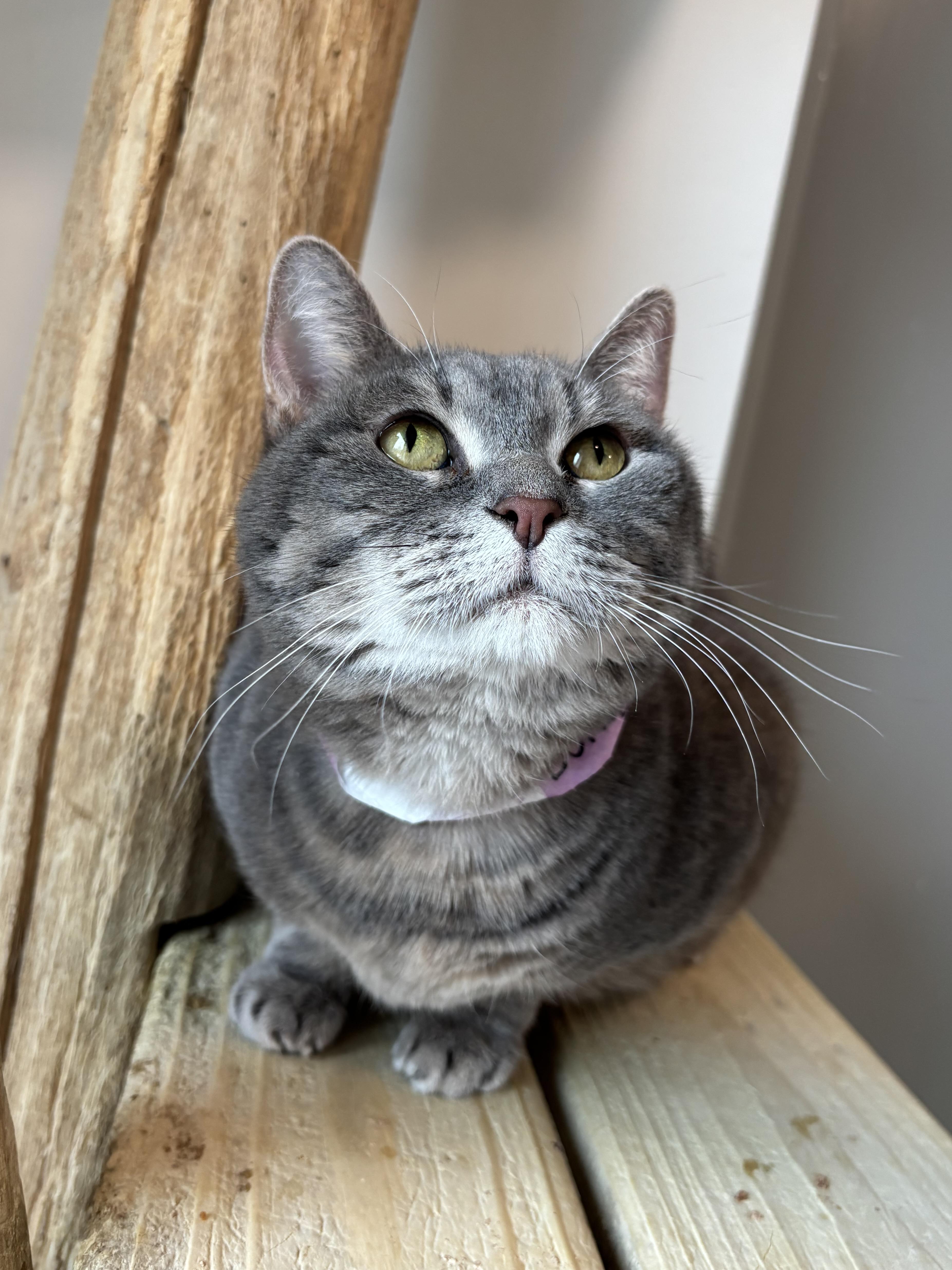 Bumblebee, a Adoptable Domestic Short Hair in Chicago, IL image 4/4
