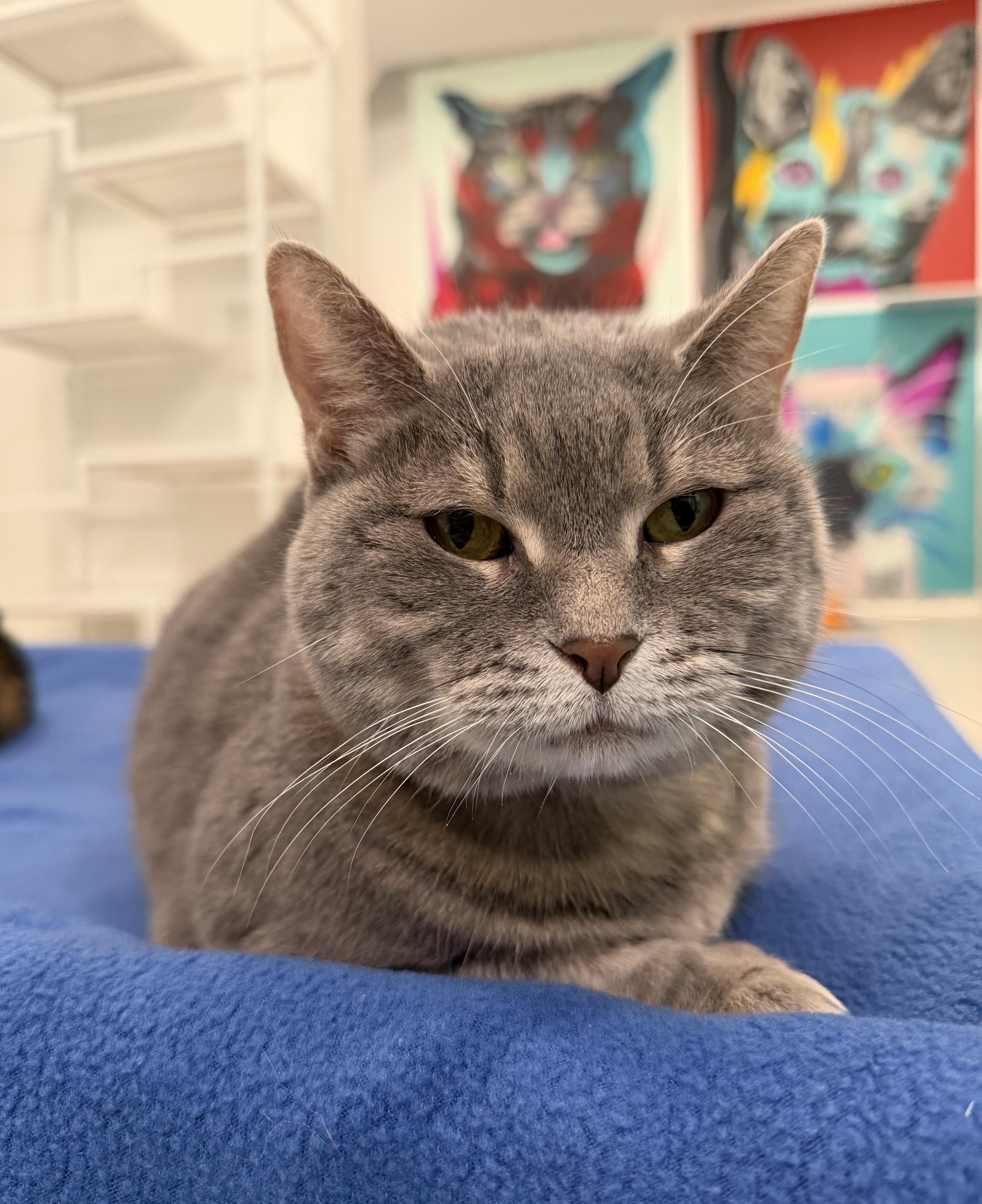 Bumblebee, a Adoptable Domestic Short Hair in Chicago, IL image 2/4