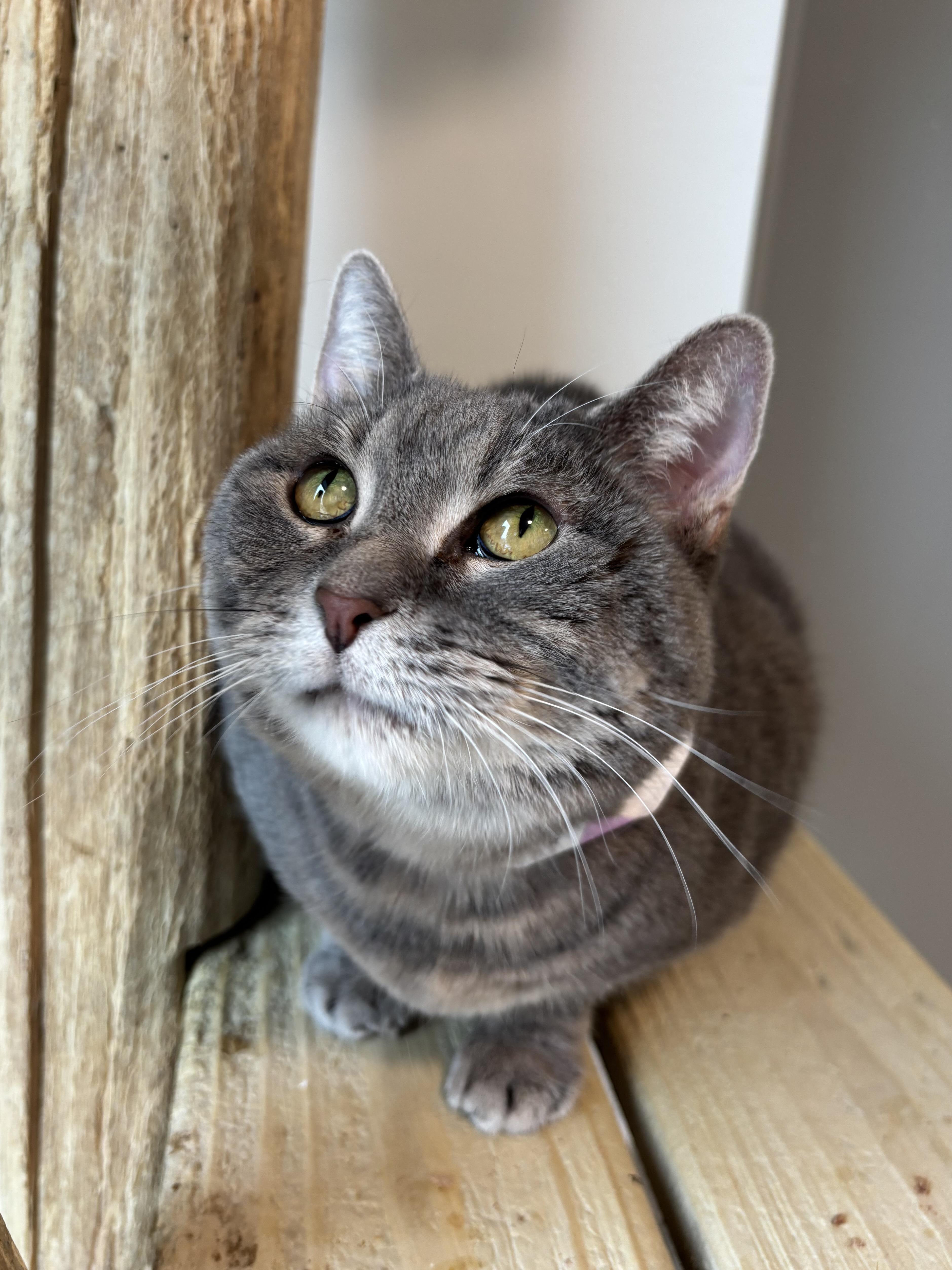 Bumblebee, a Adoptable Domestic Short Hair in Chicago, IL image 3/4
