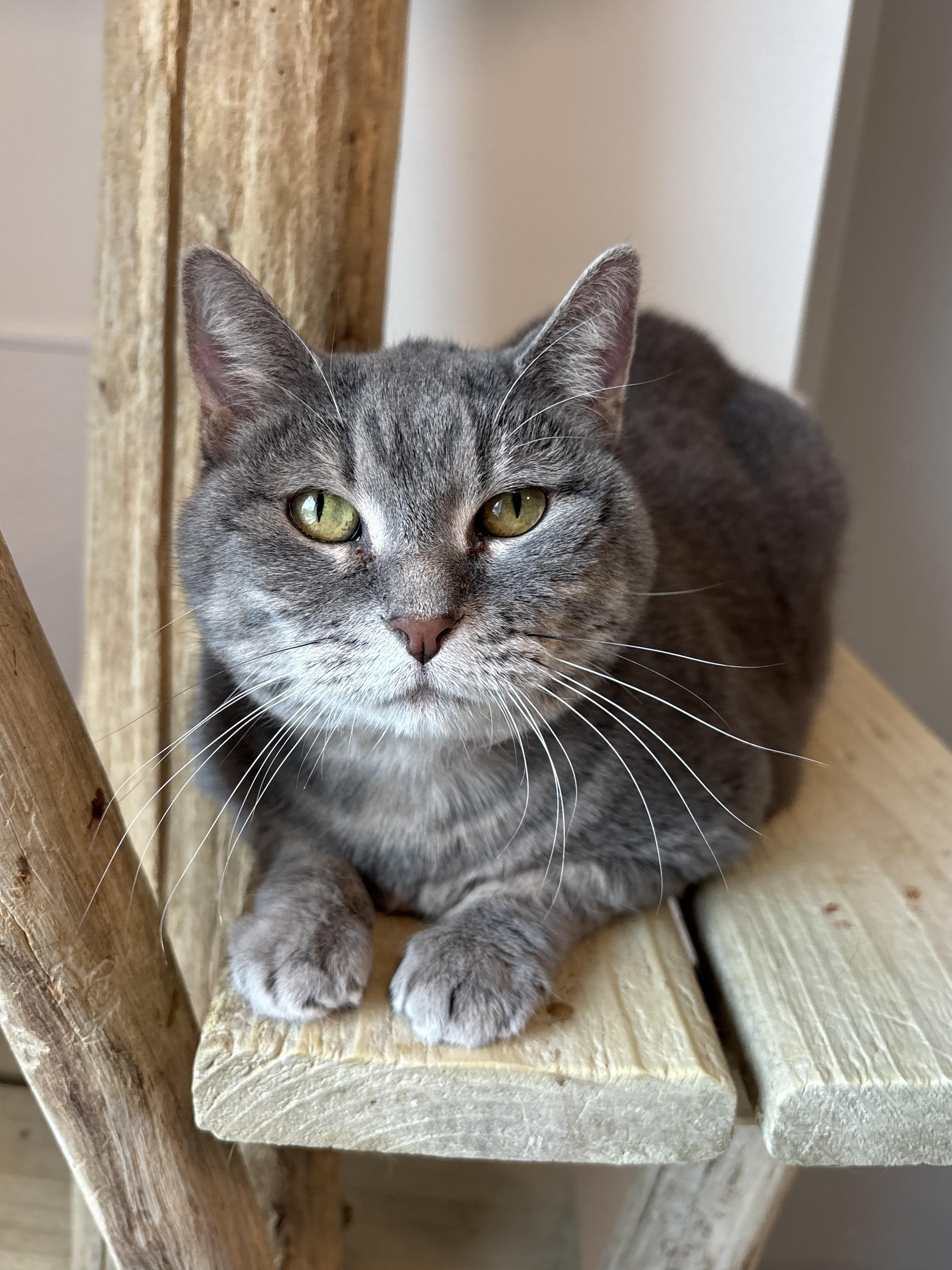 Bumblebee, a Adoptable Domestic Short Hair in Chicago, IL image 1/4