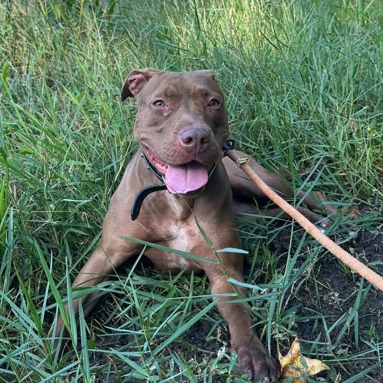 Rollie, Adoptable, Adult Female Pit Bull Terrier.