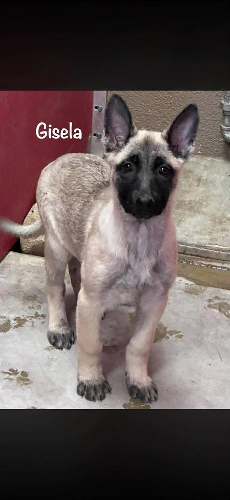 Gisela II, Adoptable, Puppy Female German Shepherd Dog & Belgian Shepherd / Malinois.