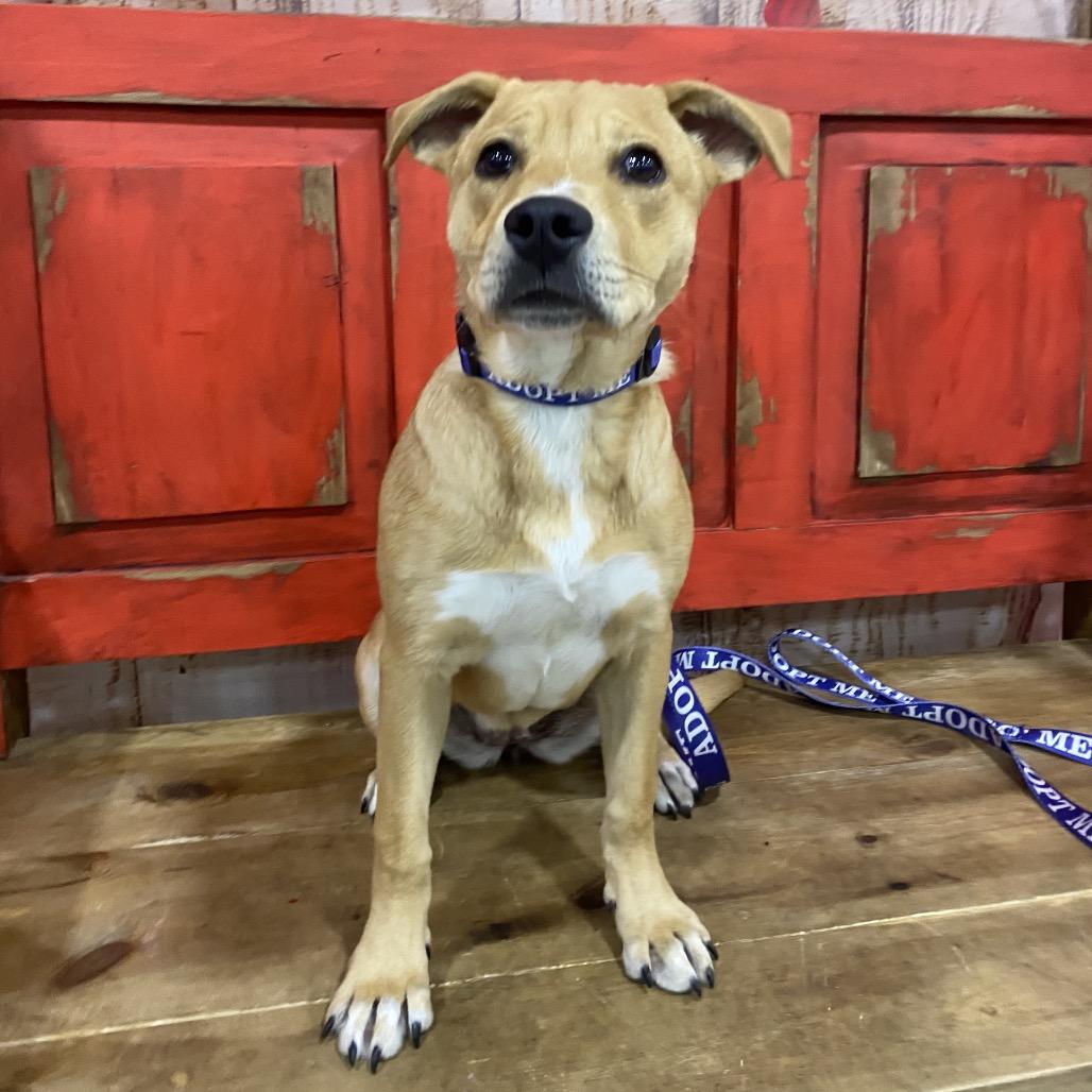 Enlarge FWT Roxi, a Adoptable Mixed Breed in Midland, TX image 1/1