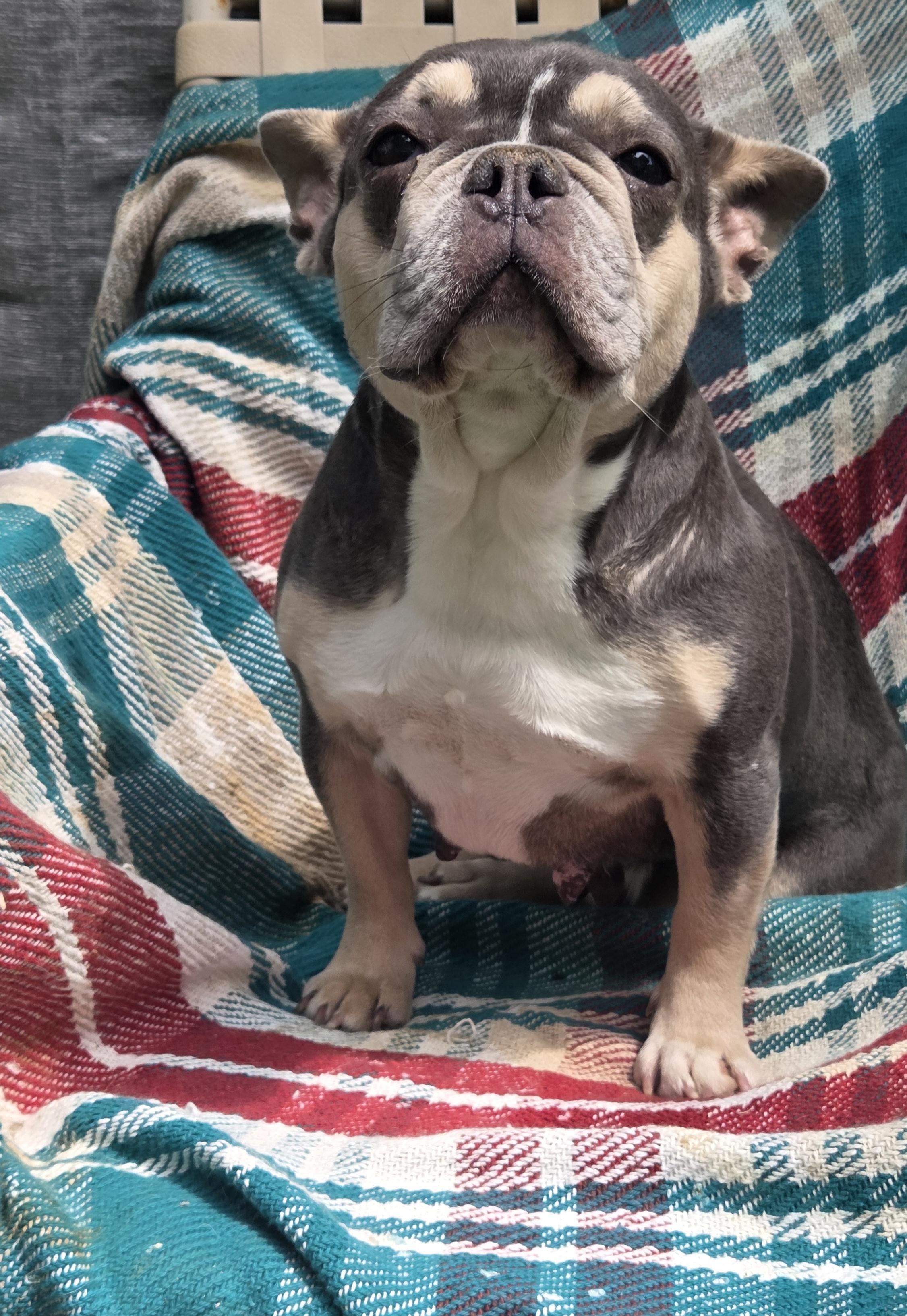 Enlarge FRENCHIE females 3yr olds, a ADOPTABLE French Bulldog in Woodsfield, OH image 5/6