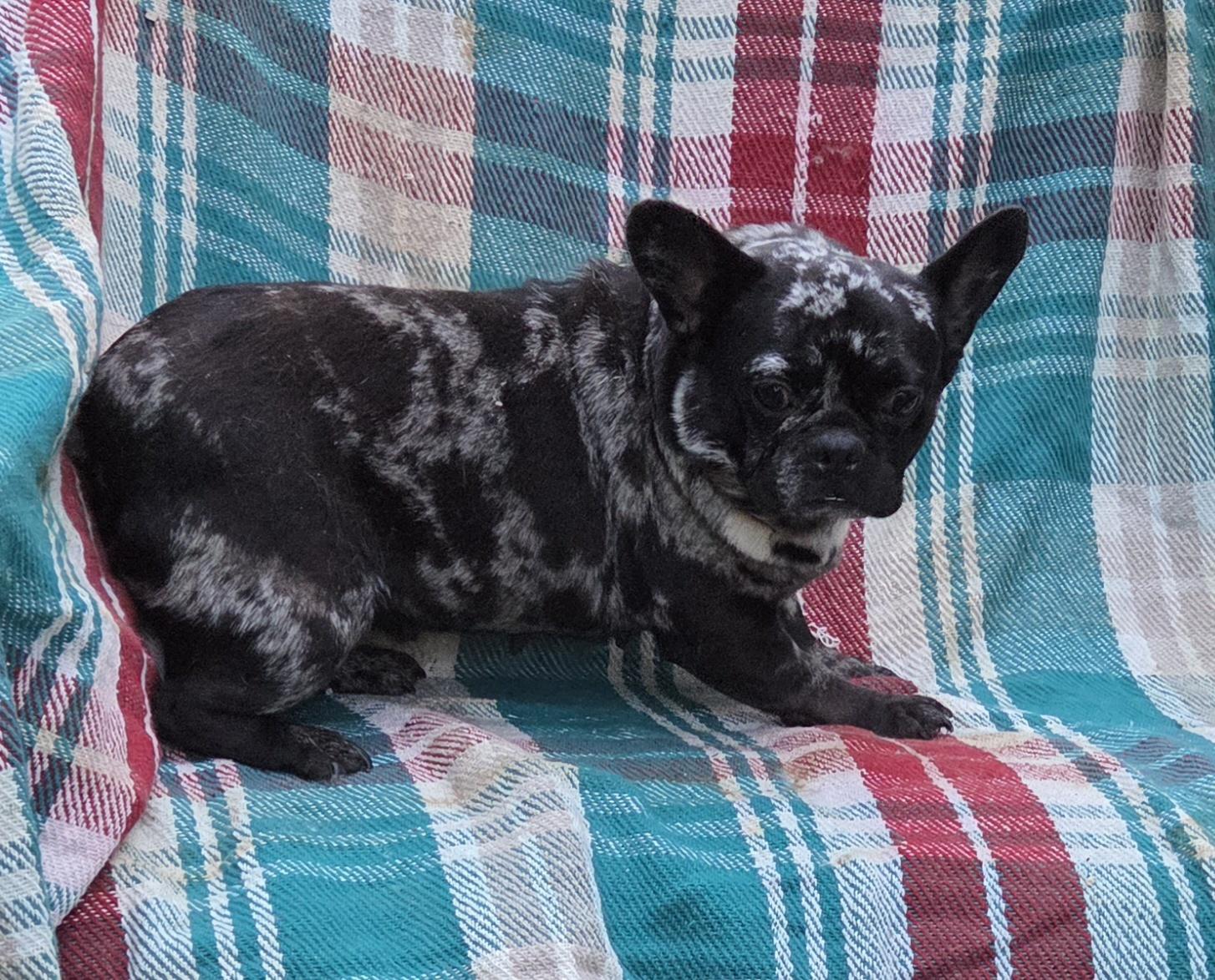 Enlarge FRENCHIE females 3yr olds, a ADOPTABLE French Bulldog in Woodsfield, OH image 3/6