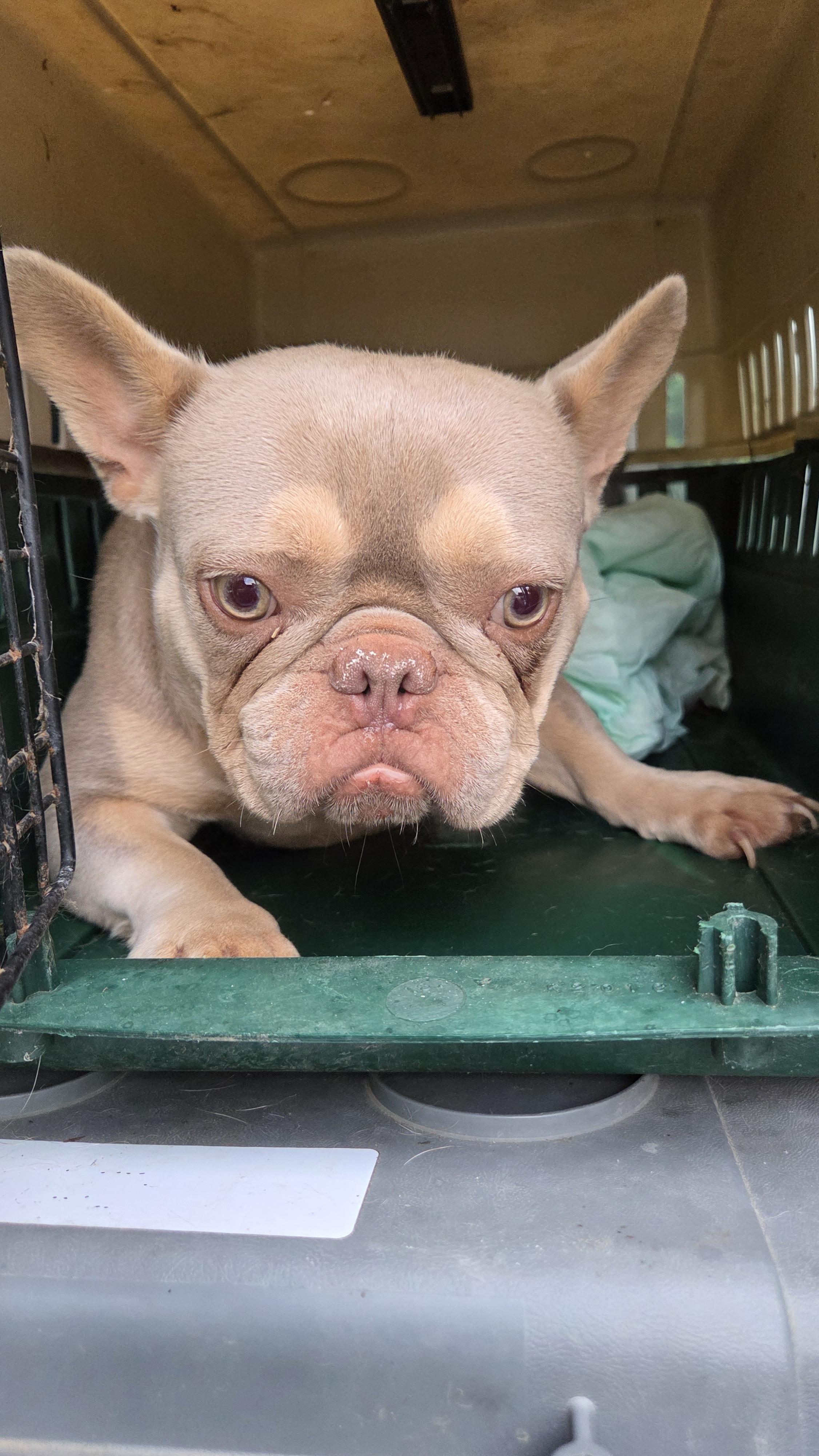Enlarge FRENCHIE females 3yr olds, a ADOPTABLE French Bulldog in Woodsfield, OH image 6/6