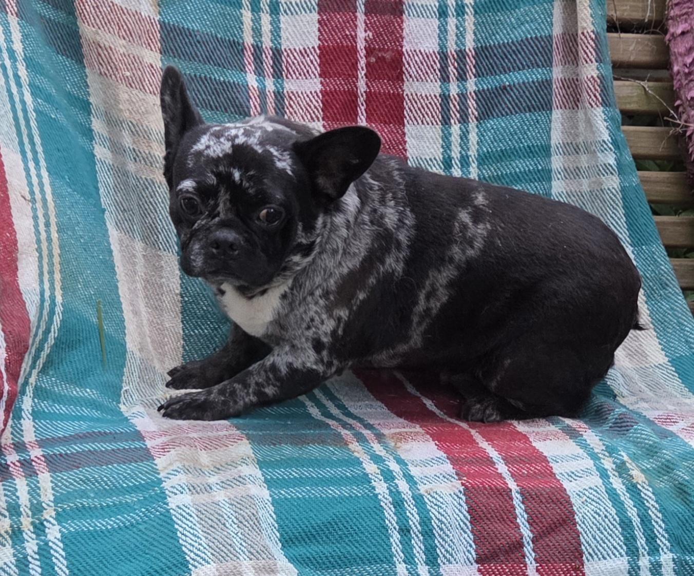 Enlarge FRENCHIE females 3yr olds, a ADOPTABLE French Bulldog in Woodsfield, OH image 1/6