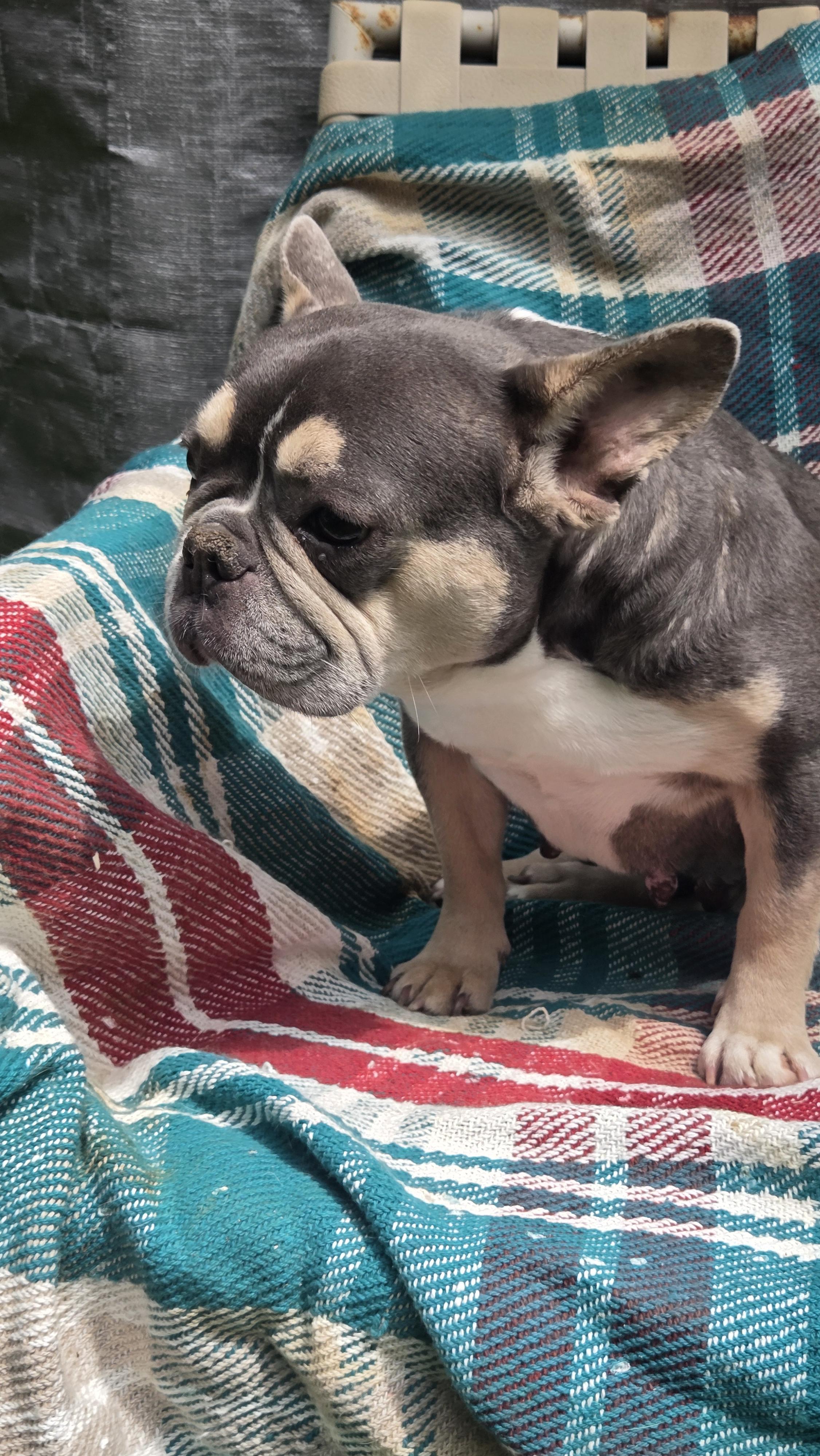 Enlarge FRENCHIE females 3yr olds, a ADOPTABLE French Bulldog in Woodsfield, OH image 2/6