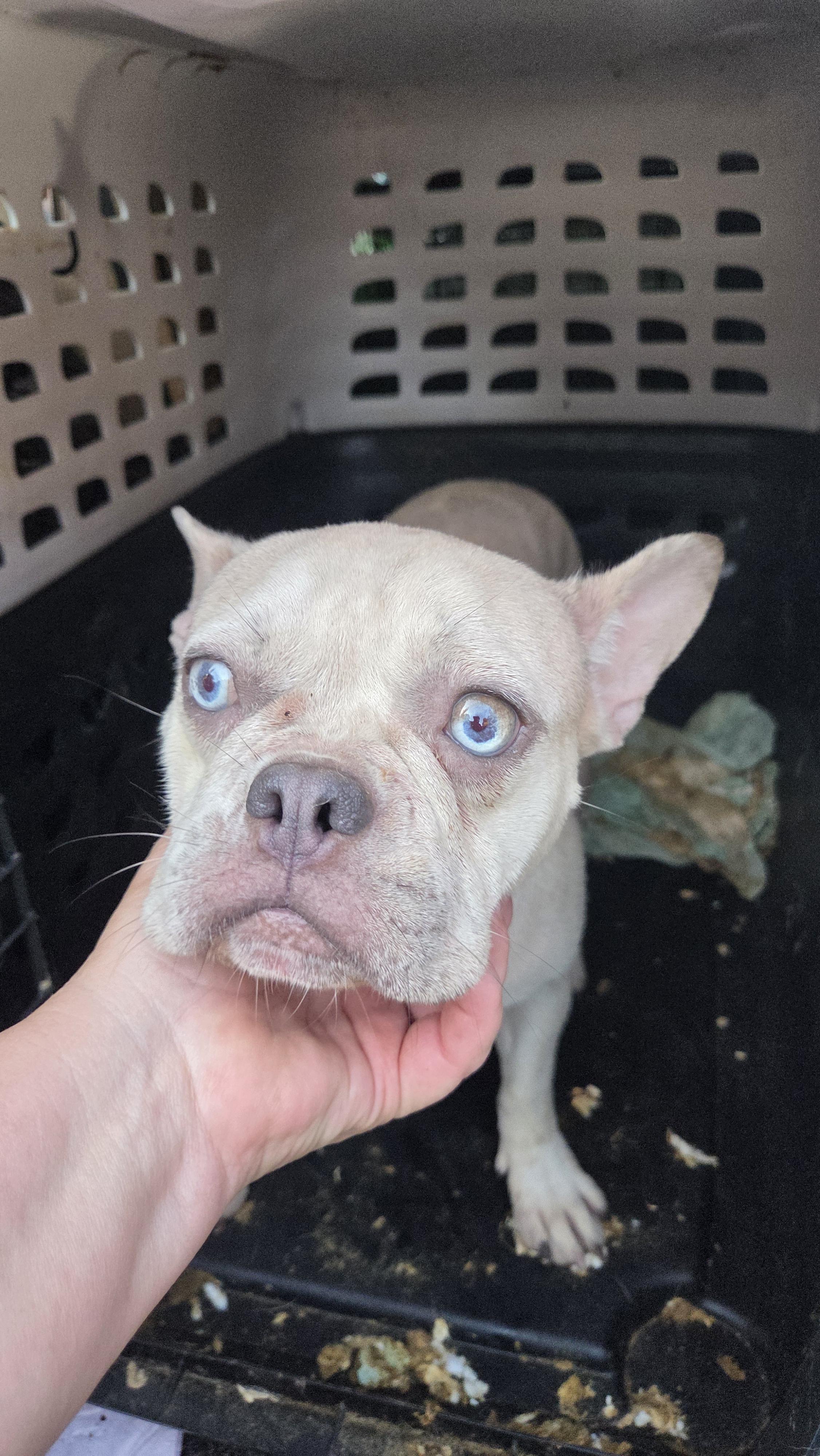 Enlarge FRENCHIE females 3yr olds, a ADOPTABLE French Bulldog in Woodsfield, OH image 4/6