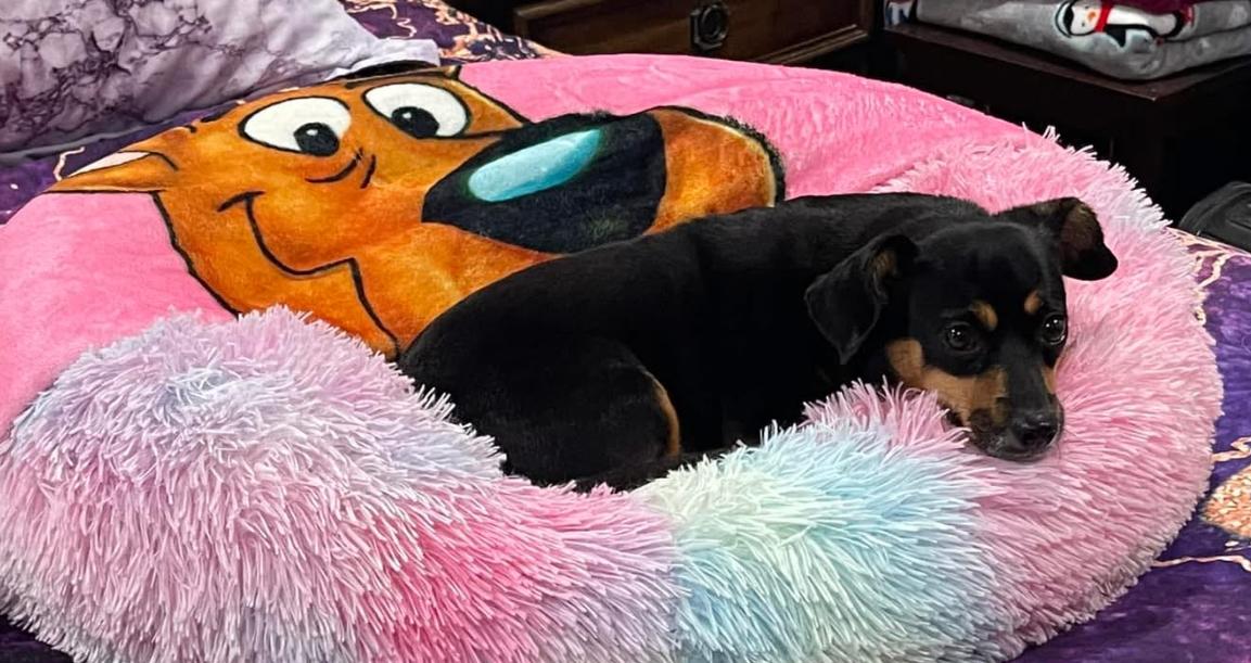 Enlarge Maggie May, a Adoptable mixed breed in Lake Worth, FL image 5/6