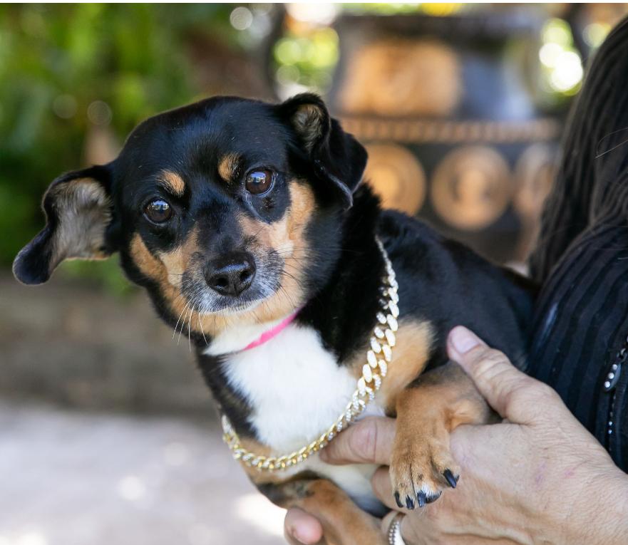 Enlarge Maggie May, a Adoptable mixed breed in Lake Worth, FL image 4/6