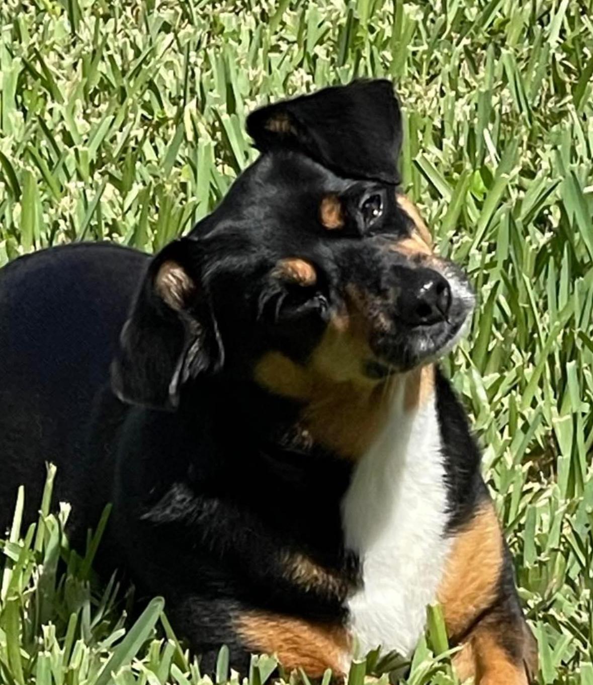 Enlarge Maggie May, a Adoptable mixed breed in Lake Worth, FL image 6/6