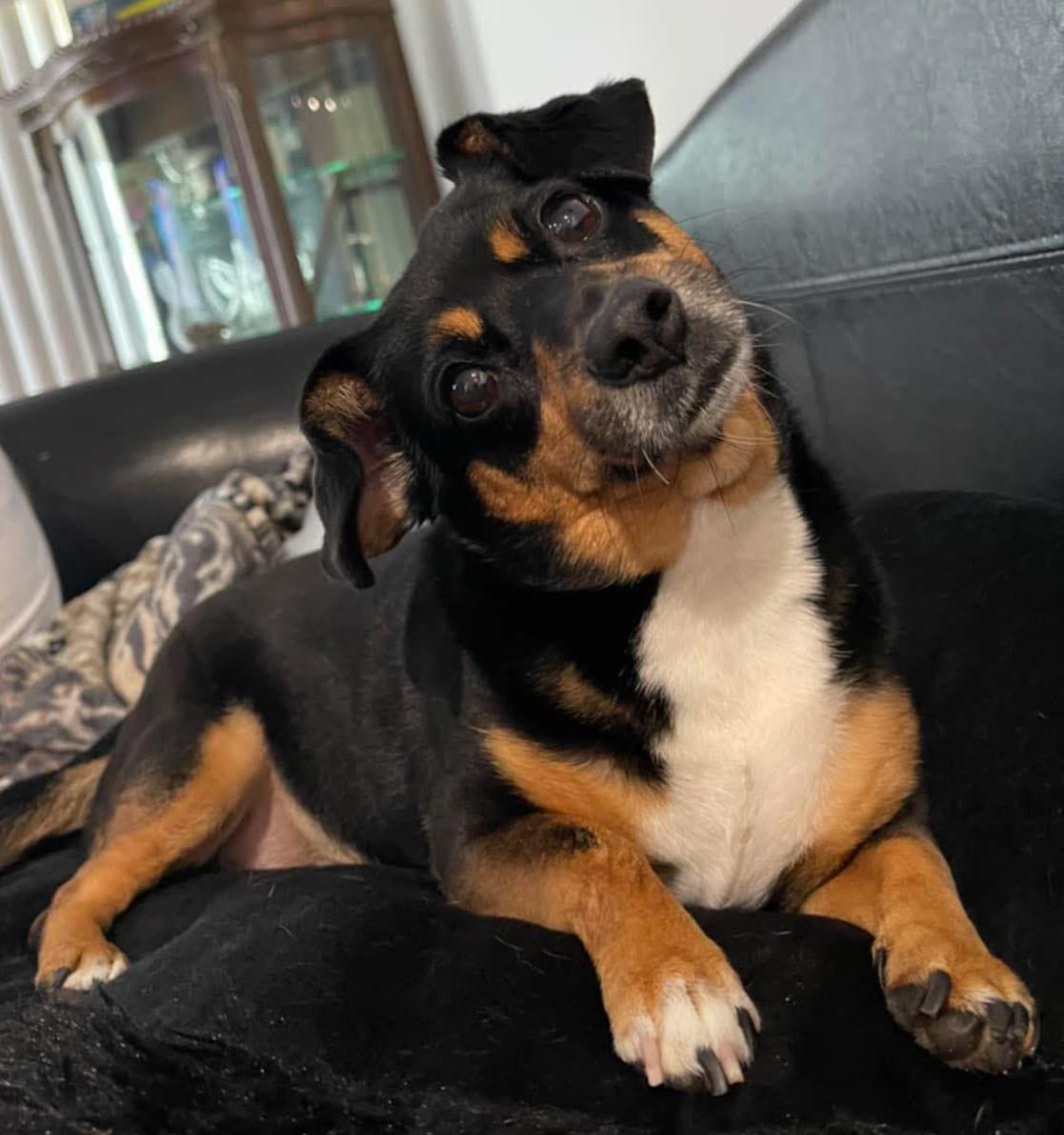 Maggie May, Adoptable, Adult Female Dachshund.