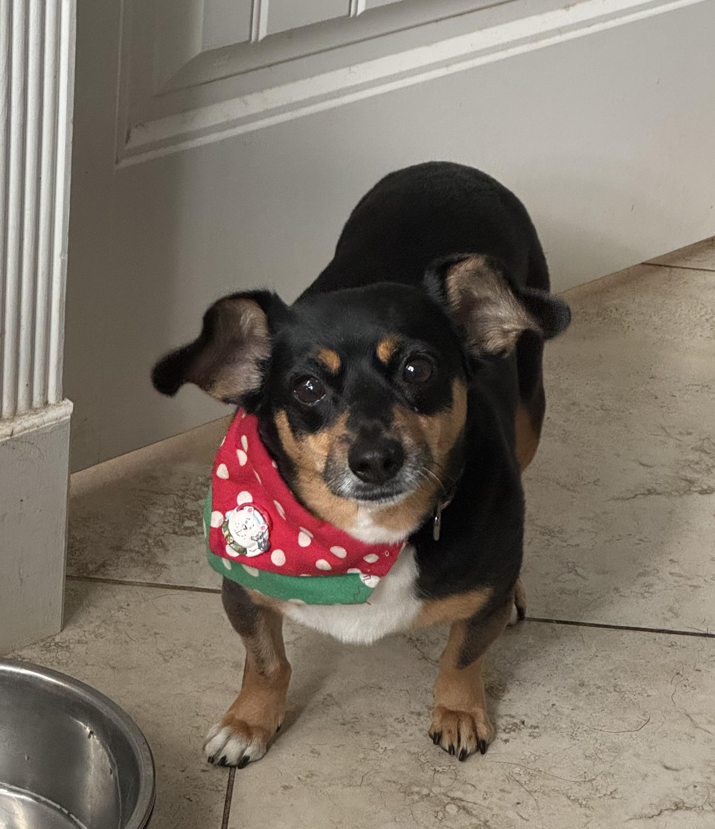 Enlarge Maggie May, a Adoptable mixed breed in Lake Worth, FL image 2/6