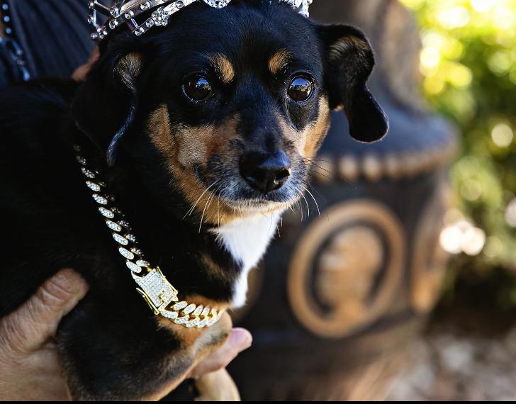 Enlarge Maggie May, a Adoptable mixed breed in Lake Worth, FL image 3/6