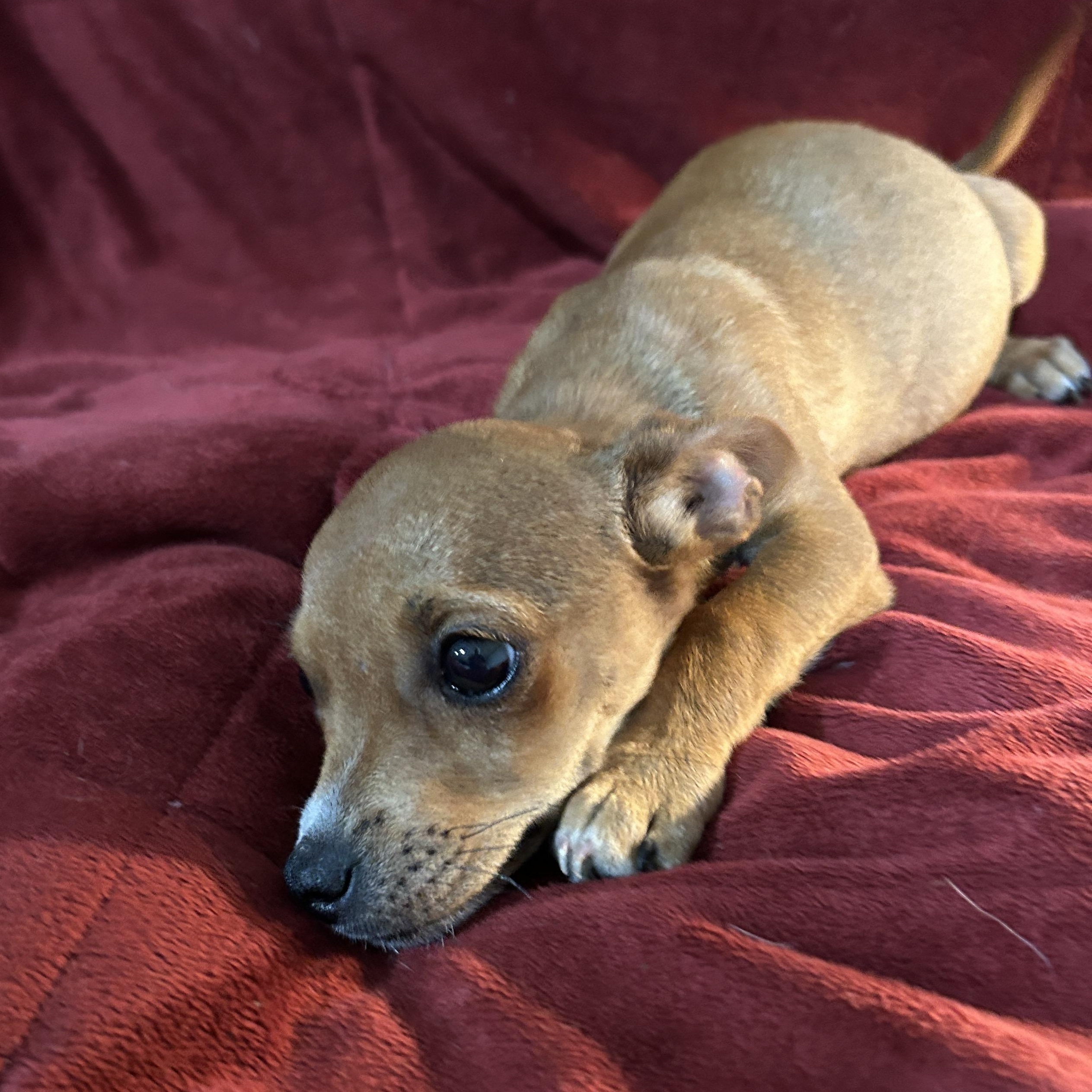 Enlarge Adam, an adopted mixed breed in Sarasota, FL image 6/6