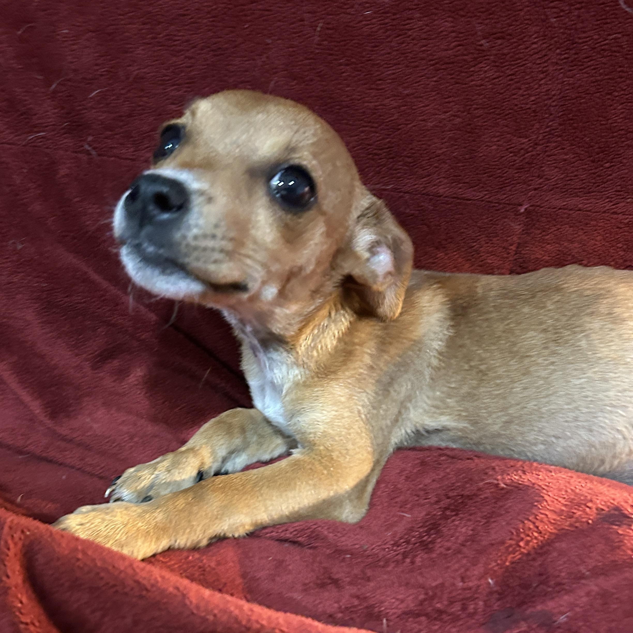 Enlarge Adam, an adopted mixed breed in Sarasota, FL image 1/6