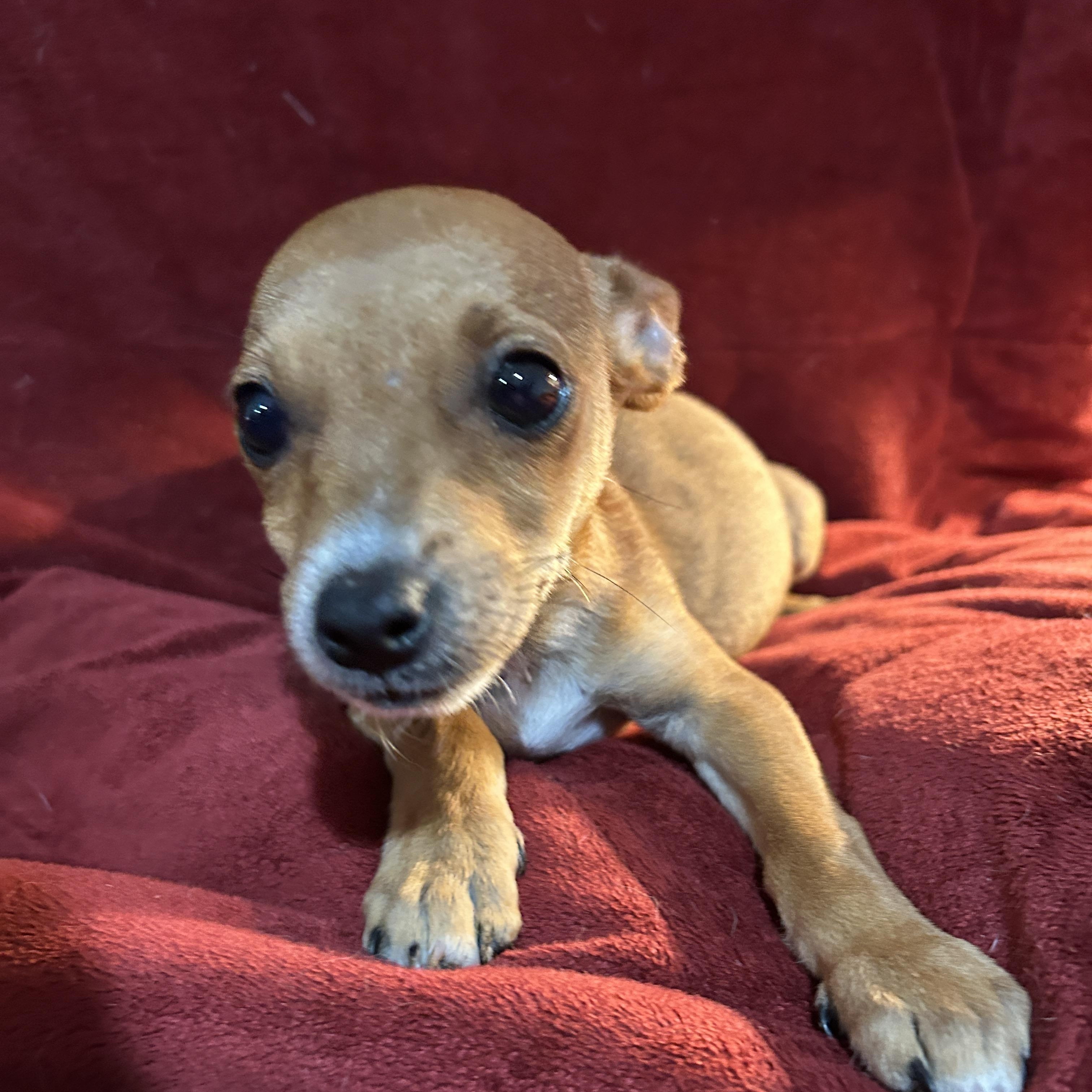 Enlarge Adam, an adopted mixed breed in Sarasota, FL image 2/6