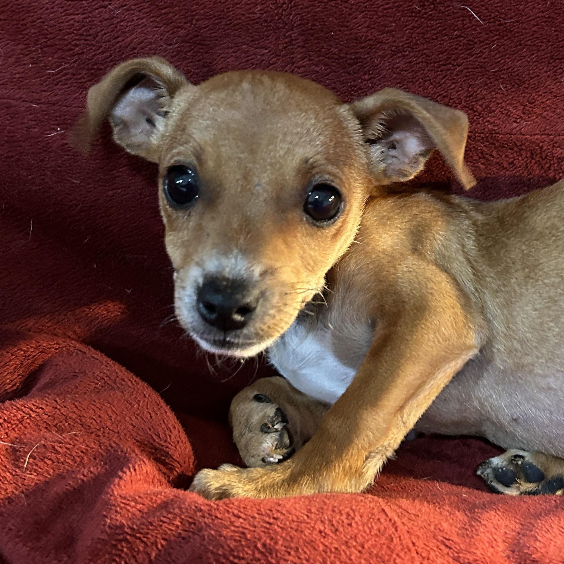 Enlarge Adam, an adopted mixed breed in Sarasota, FL image 4/6