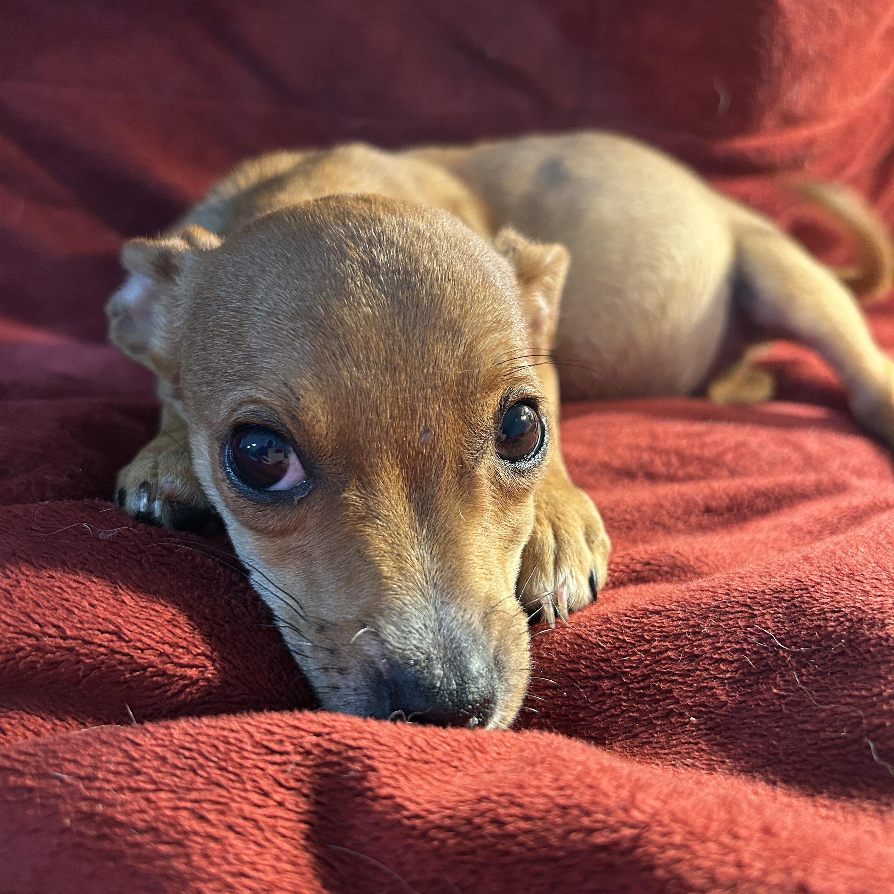 Enlarge Adam, an adopted mixed breed in Sarasota, FL image 3/6