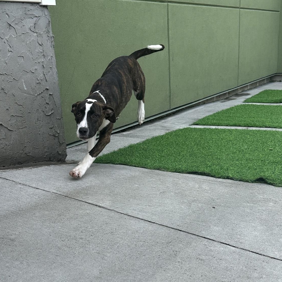 Sadie photo 2