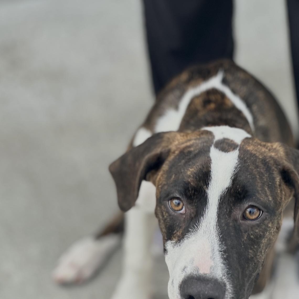 Sadie photo 3