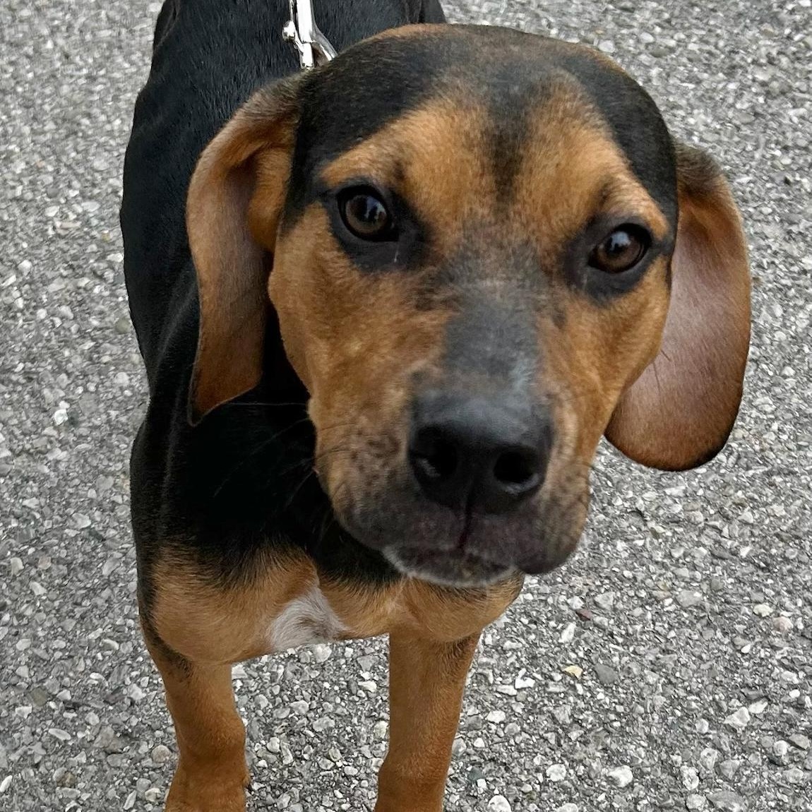 Enlarge Remi, a ADOPTABLE mixed breed in Traverse City, MI image 1/1