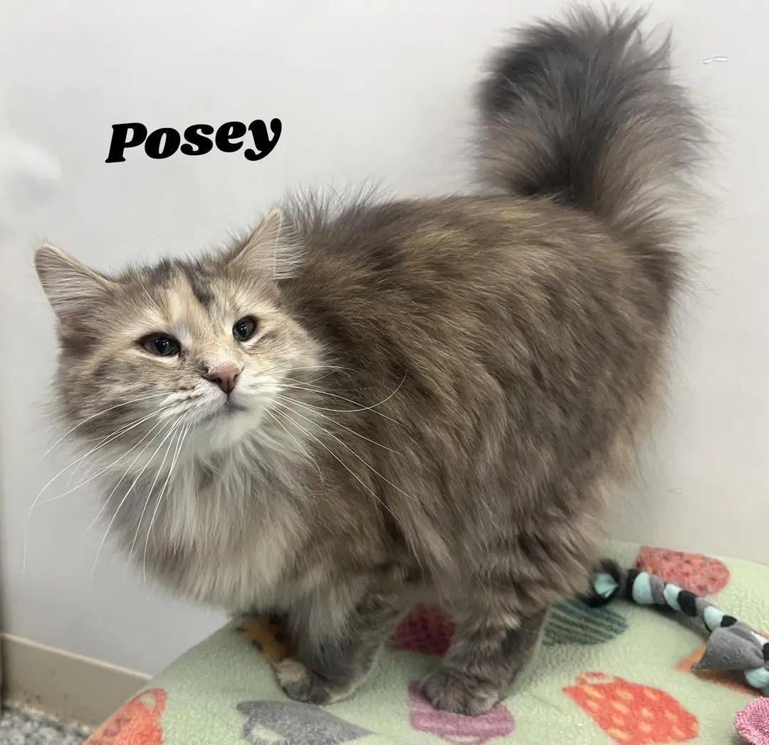 Enlarge Posey, an adopted Domestic Long Hair in Dunkirk, NY image 1/1
