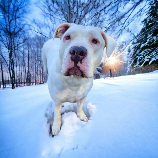 Angus, Adoptable, Adult Male Dogo Argentino.