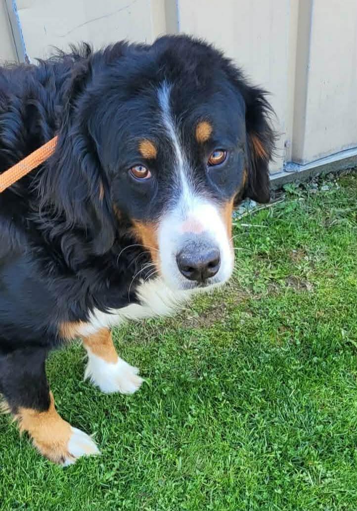 Enlarge Taylor, a ADOPTABLE Bernese Mountain Dog in St. Clairsville, OH image 1/3