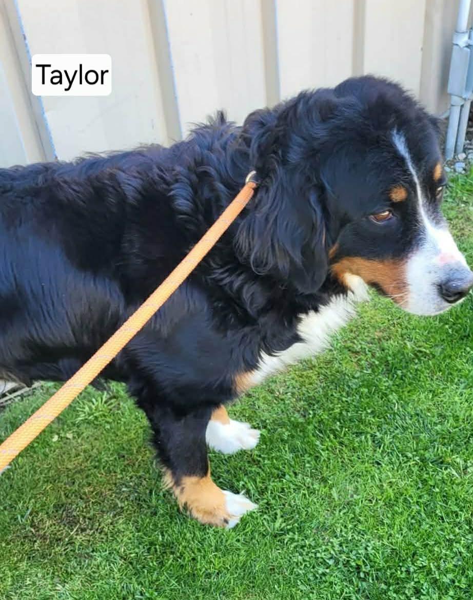 Enlarge Taylor, a ADOPTABLE Bernese Mountain Dog in St. Clairsville, OH image 3/3