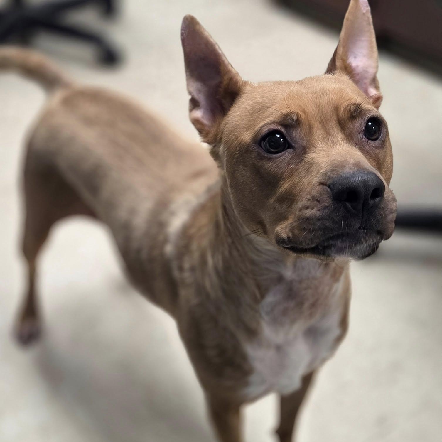 Enlarge Misty, a Adoptable mixed breed in Madison, MS image 1/2