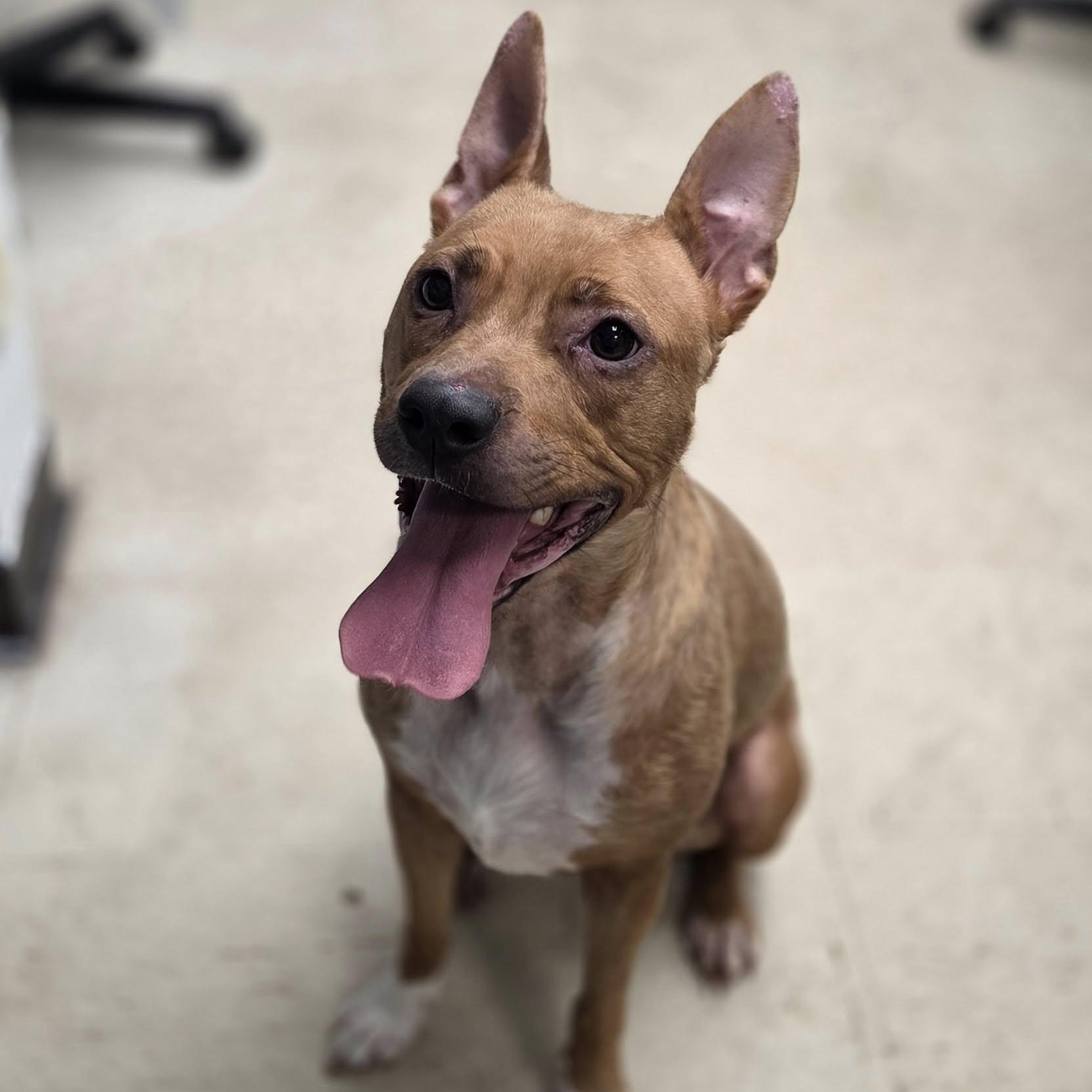 Enlarge Misty, a Adoptable mixed breed in Madison, MS image 2/2