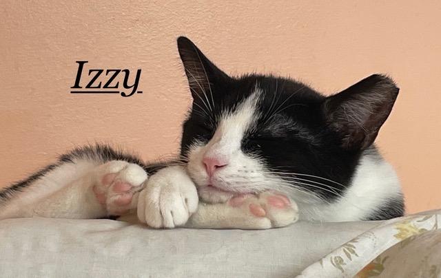 Izzy, Adoptable, Adult Female Domestic Short Hair.