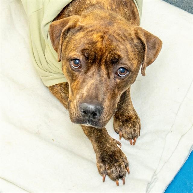 Enlarge MARGE, a Adoptable Pit Bull Terrier in St. Louis, MO image 1/1