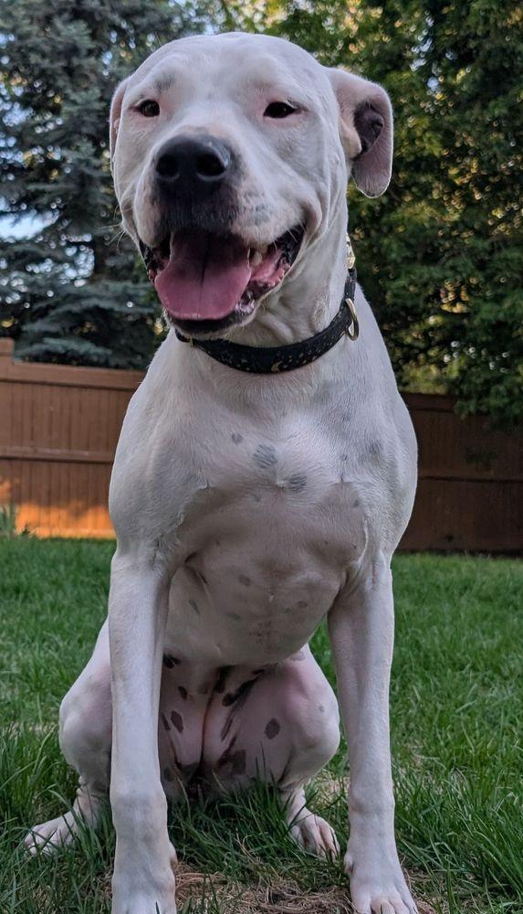 Satori, an adopted mixed breed in Larkspur, CO image 1/5