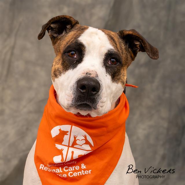 ZOEY, Adoptable, Adult Female Pit Bull Terrier & Mixed Breed.