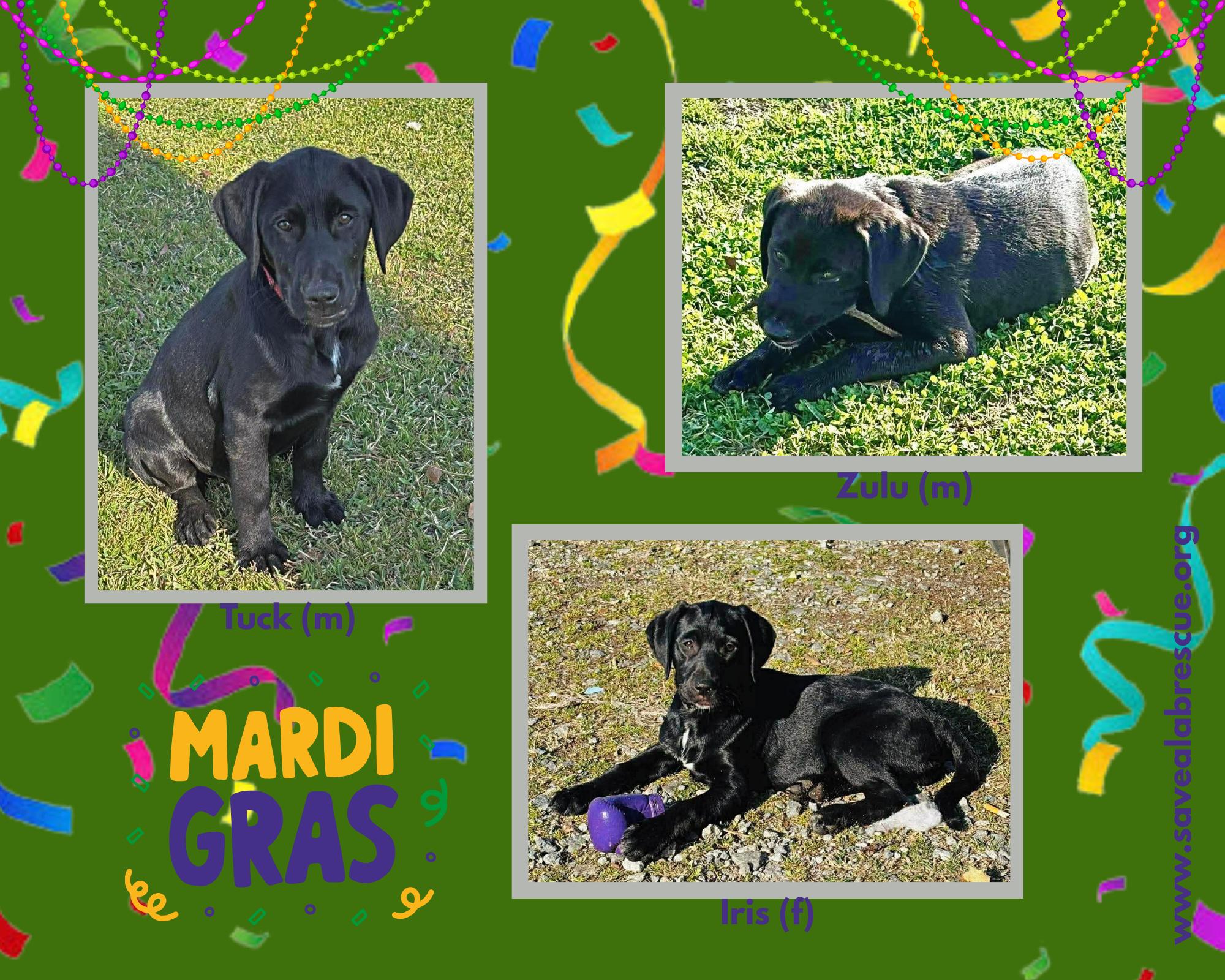 Enlarge Mardi Gras Litter, a ADOPTABLE mixed breed in Newport, RI image 1/1