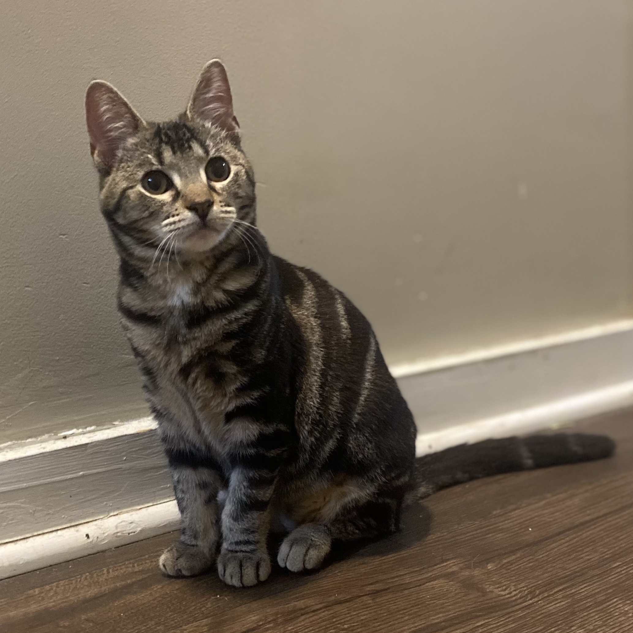 Cat for adoption Betty Boop, a Domestic Short Hair in Albany, NY