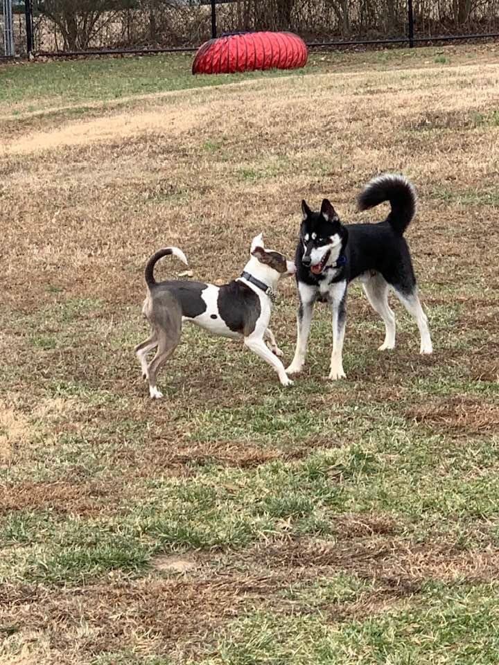 Candy, a Adoptable Terrier in Douglas, MA image 5/6